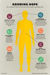 Stem Cells illustration