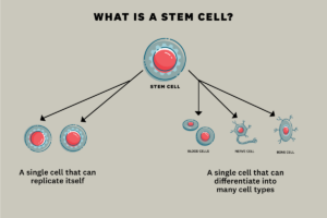 What is Stem Cell illustration